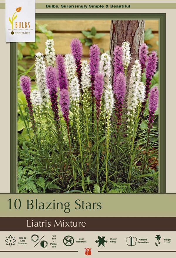 Liatris Mix