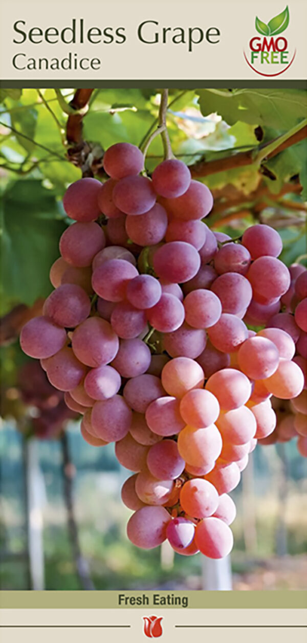 Red Seedless Grape