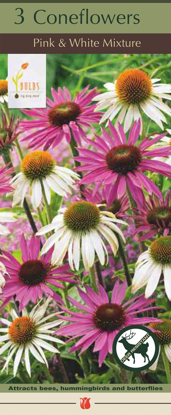 Echinacea Pink & White Mix