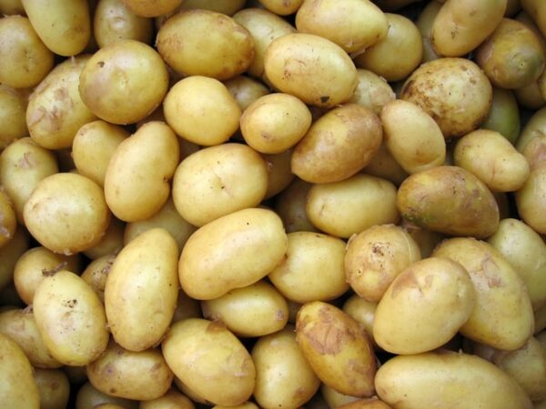 50lb bag of Kennebec Potatoes