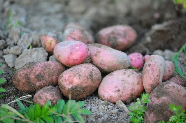 50lb bag of Red Noland Potatoes