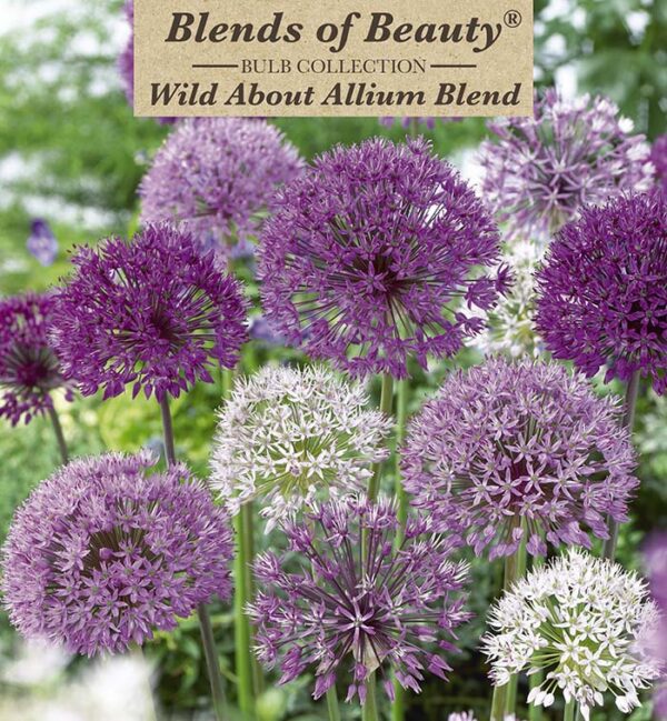 Allium Bubble Blend