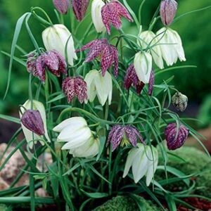 Checkered Lily Fritillaria