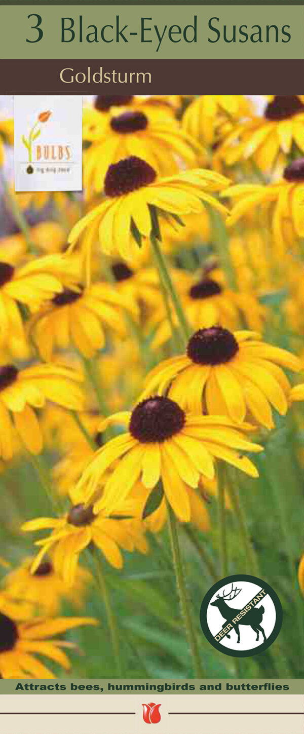 Black Eyed Susan
