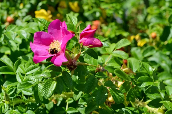 Rugosa Rose