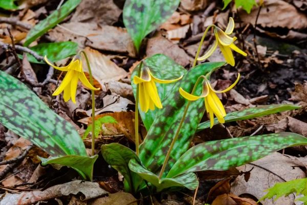 Yellow Trout Lily Bulbs