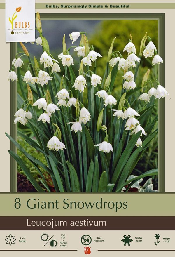 Giant Snowdrops