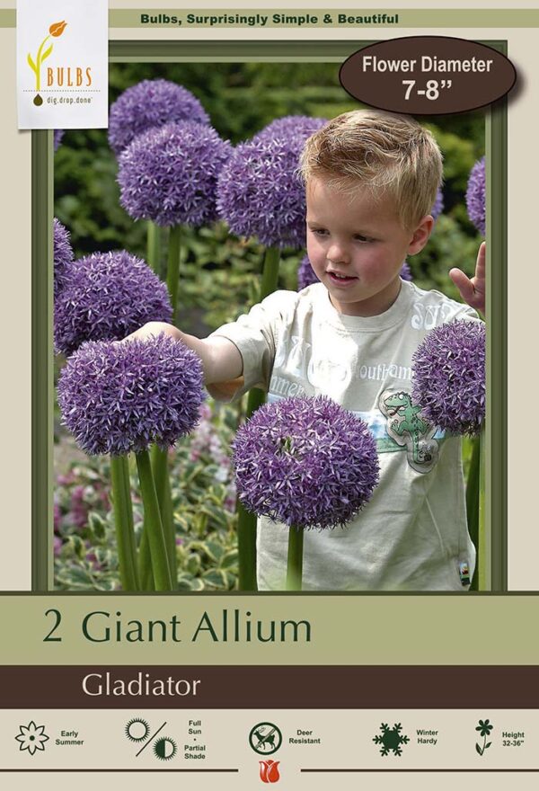 Giant Allium Gladiator