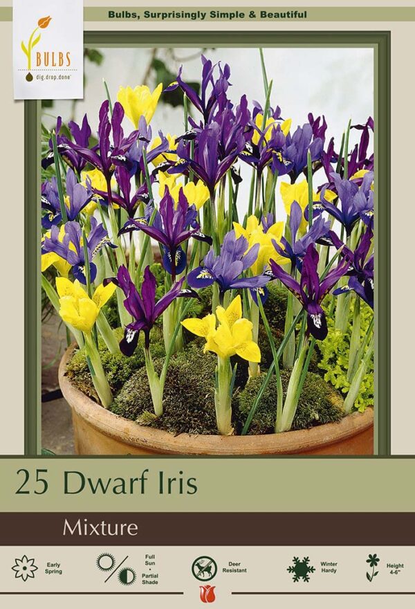 Dwarf Iris Mix