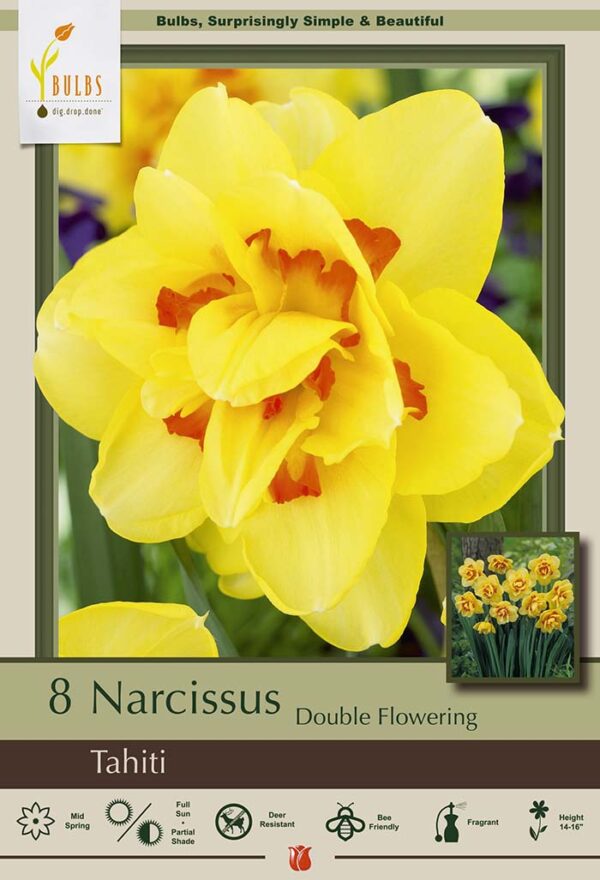 Narcissus Tahiti