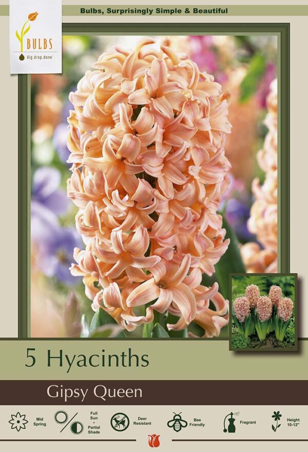 Hyacinth Gipsy Queen