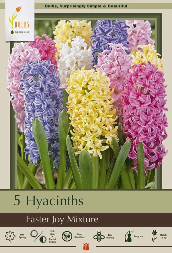 Hyacinth Easter Joy Mix