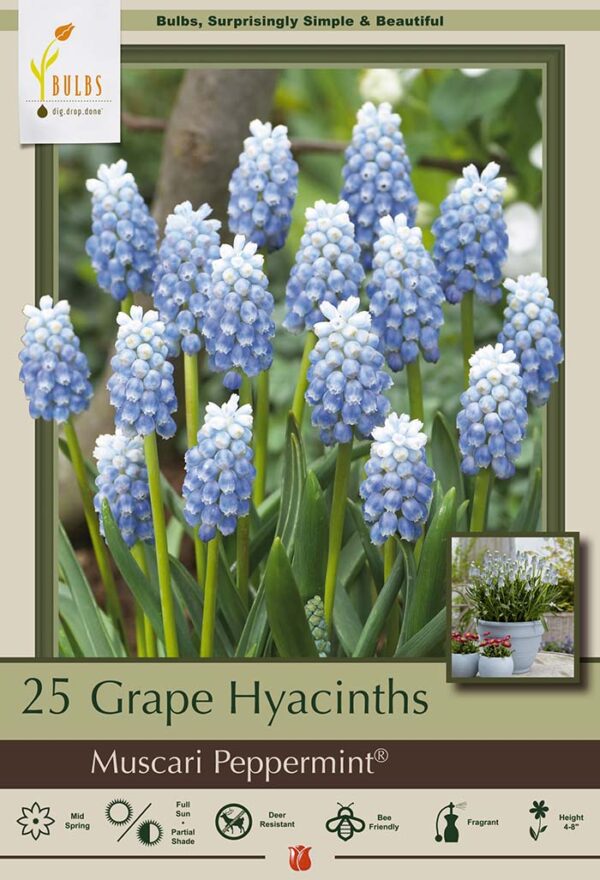 Peppermint Muscari