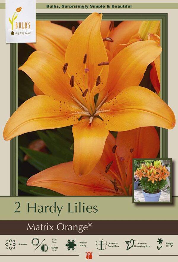 Orange Lily