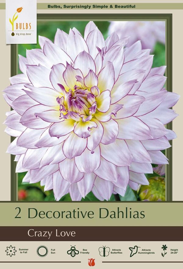 Dahlia Love