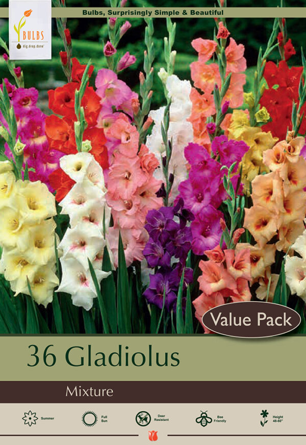 Gladiolus Mix