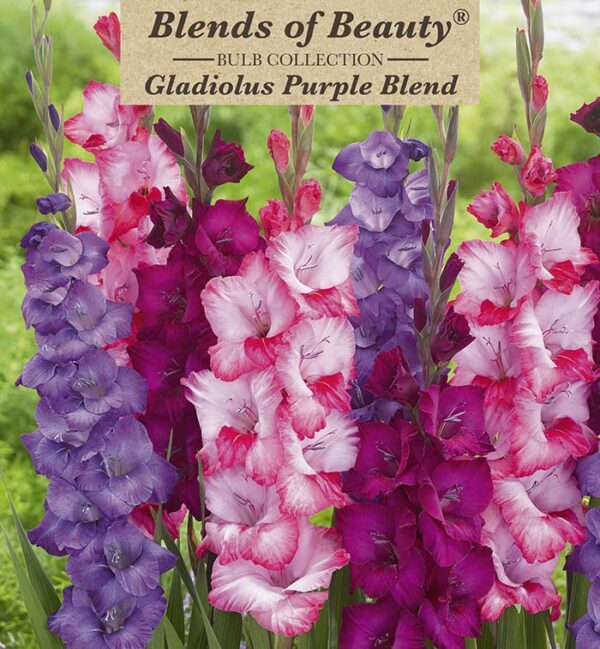 Gladiolus Purple Blend