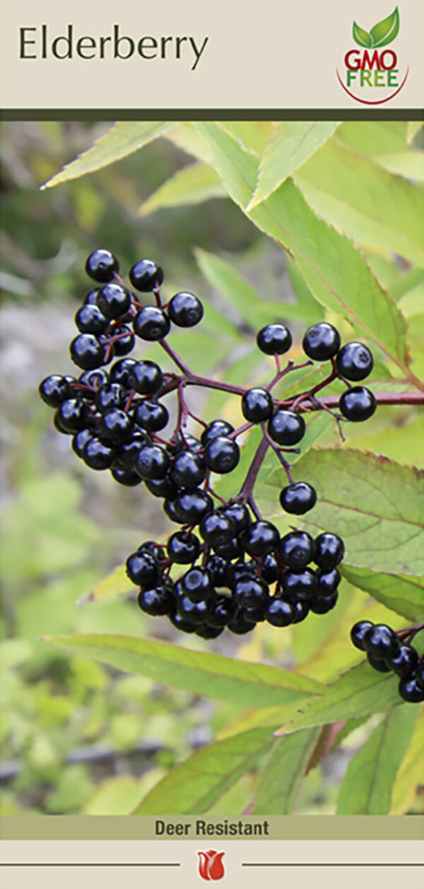 Black Elderberry