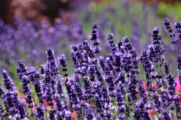 Lavender