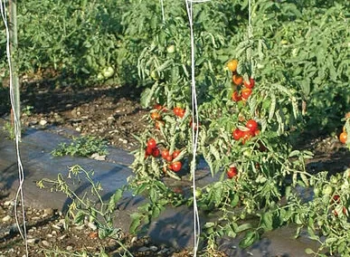 Tomato Twine