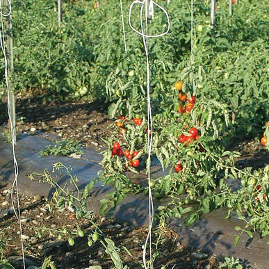 Tomato Twine